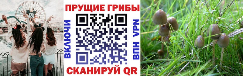 Купить где  Скопин  Галлюциногенные грибы мухоморы 